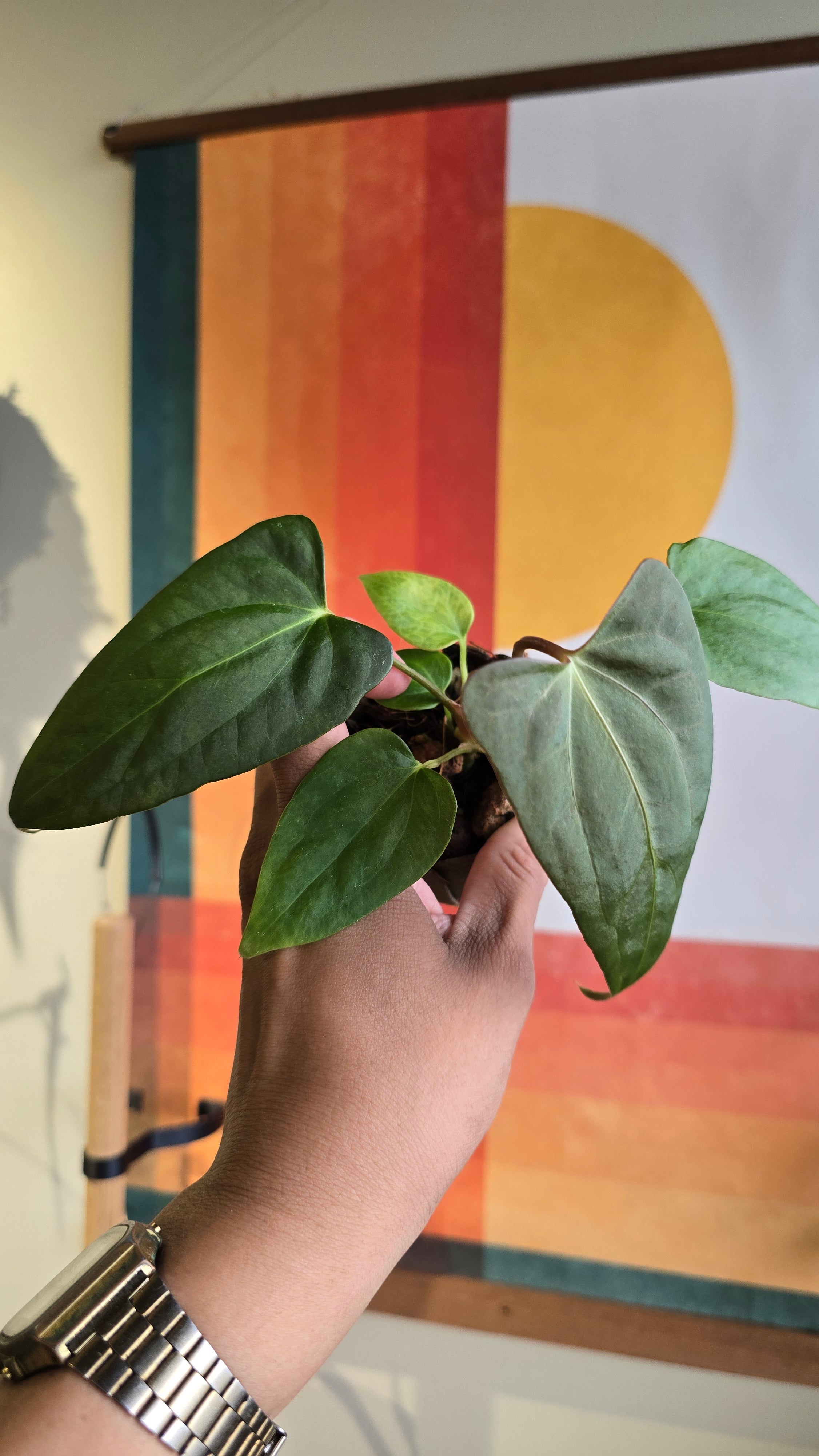 (subsignatum x papi) x 'Carlaza'  11 in mini petal pot