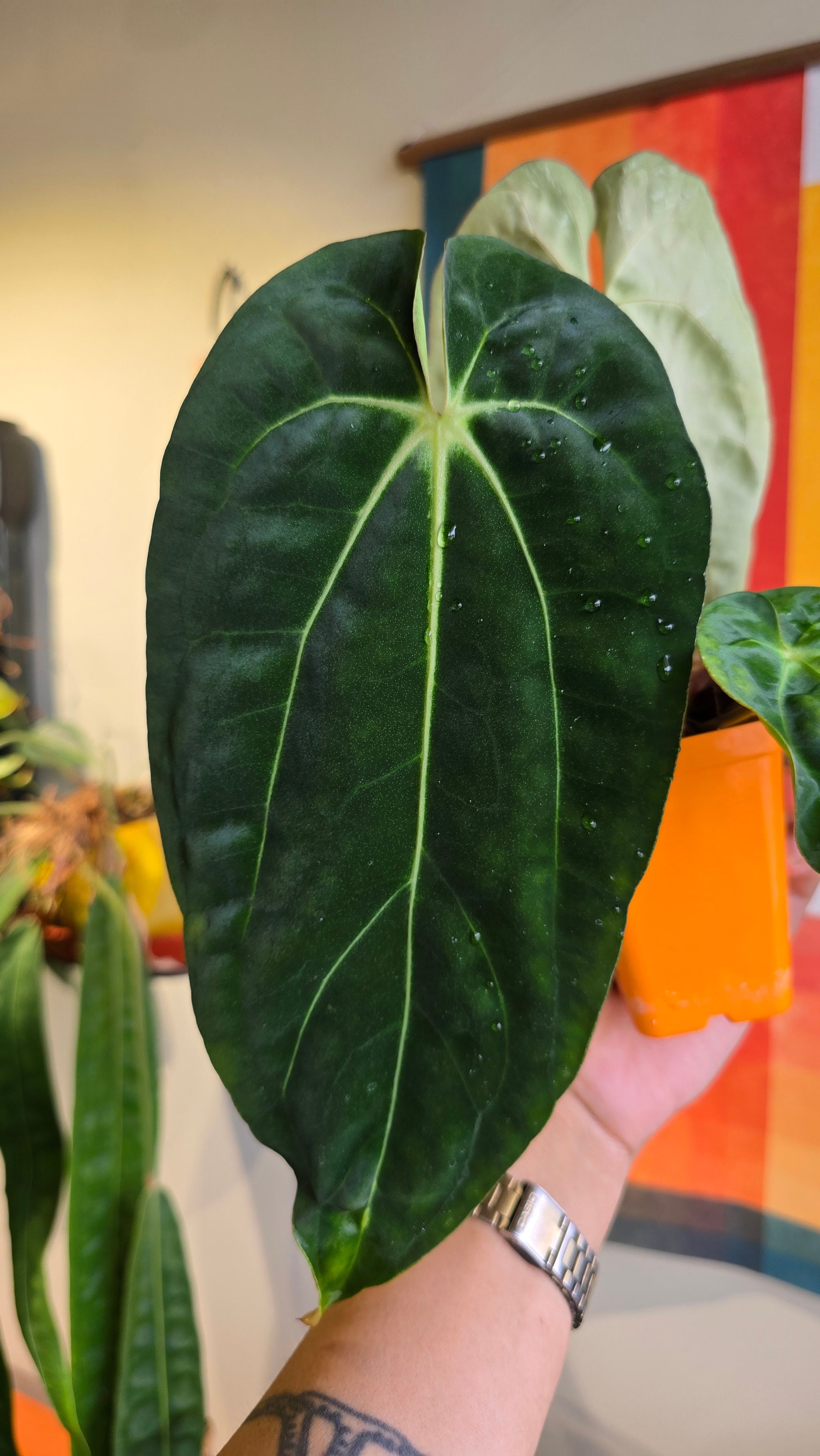 'Carlaza' x 'Carlos'  1