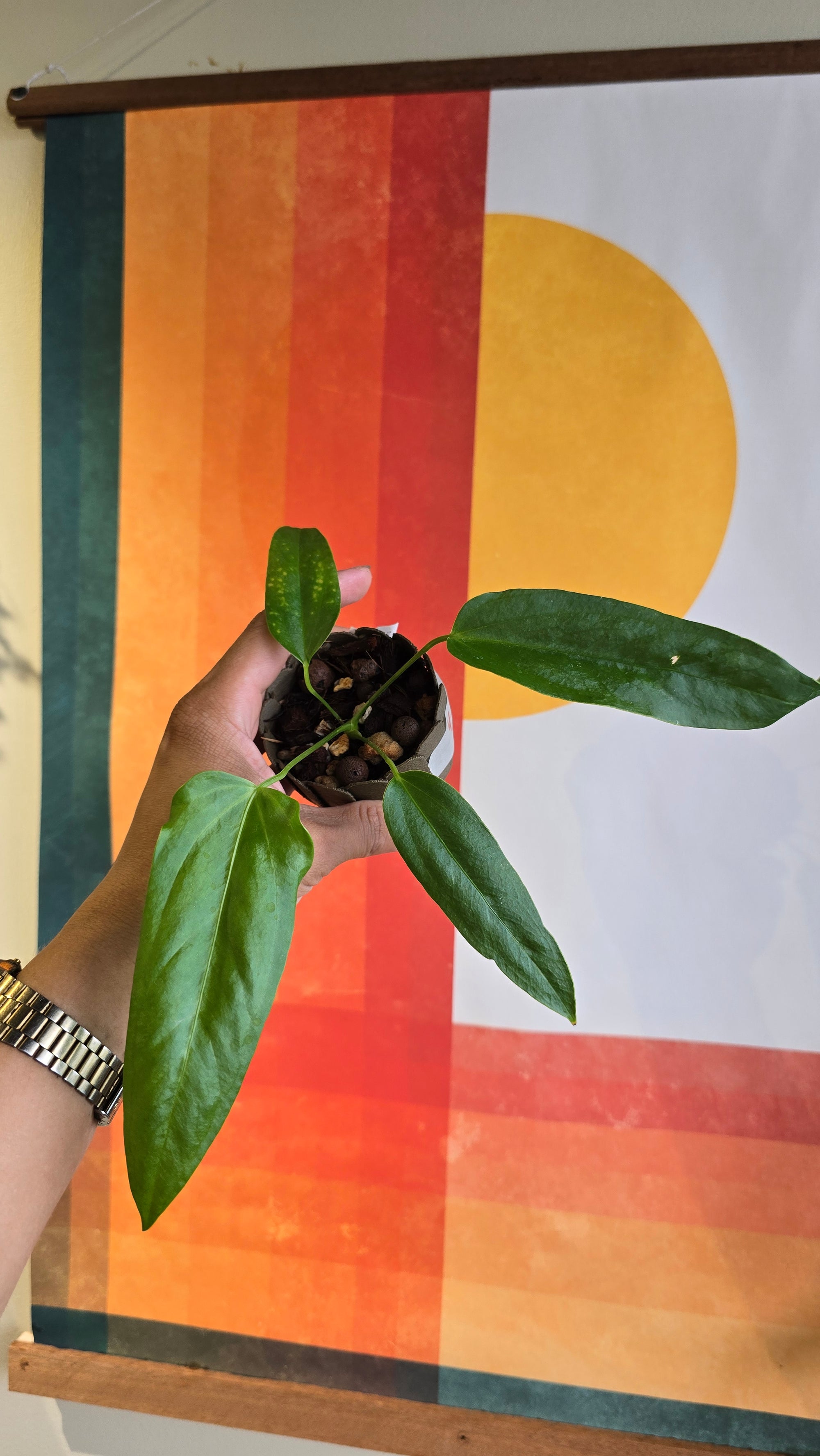 (subsignatum x papi) x panamense  3 In Petal Pot