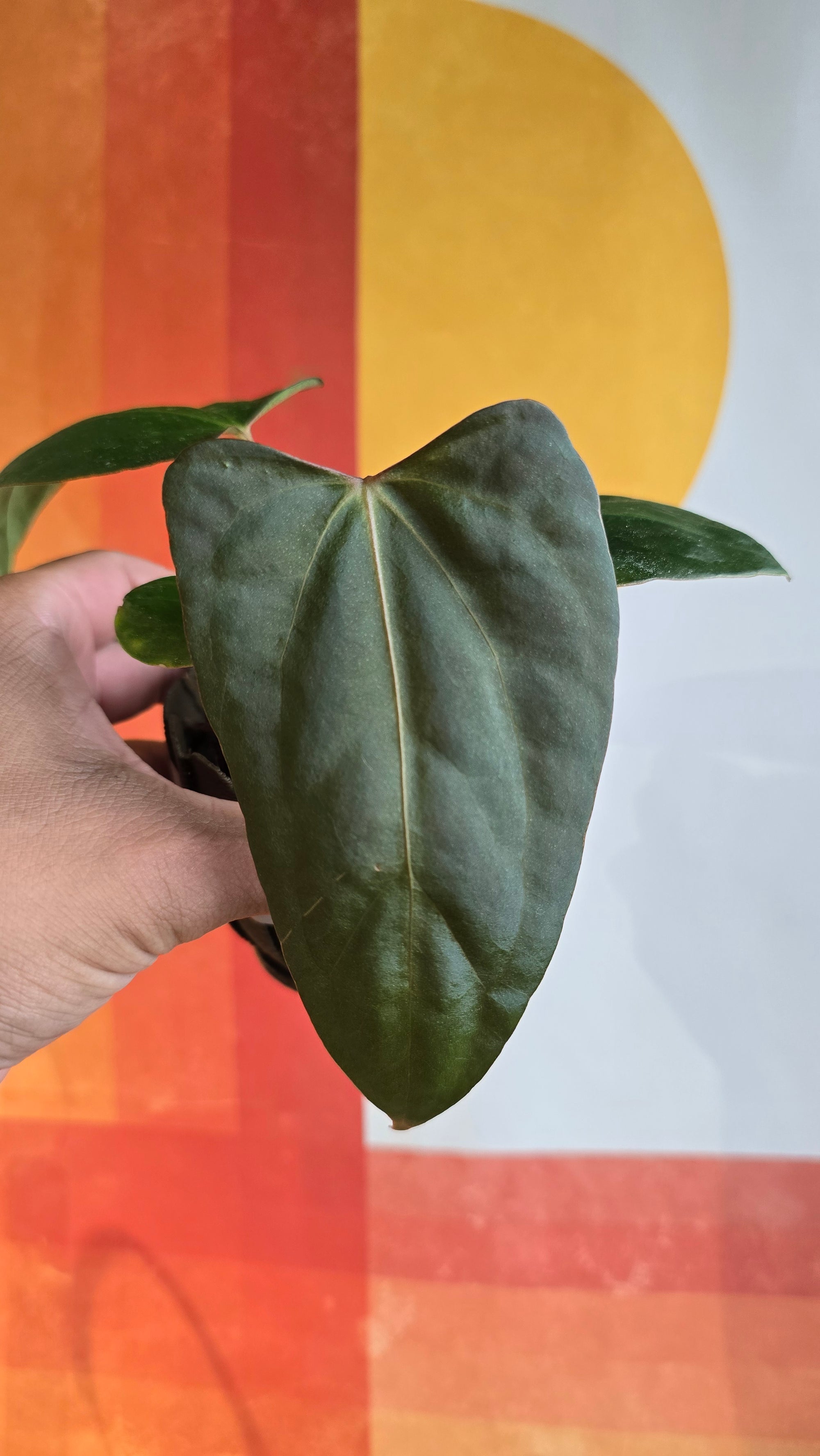 (subsignatum x papi) x 'Carlaza'  10 in mini petal pot