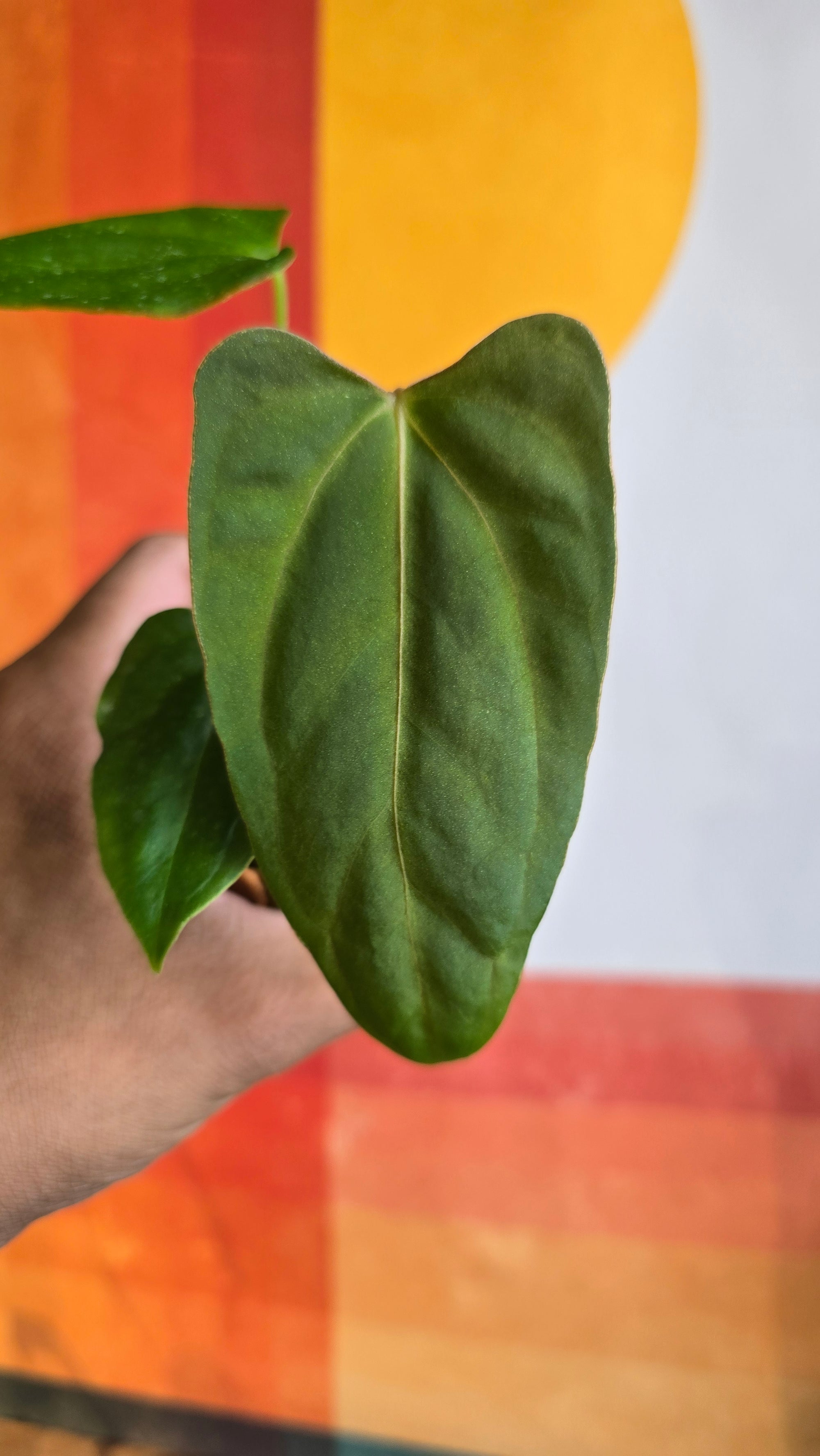 (subsignatum x papi) x 'Carlaza' 2