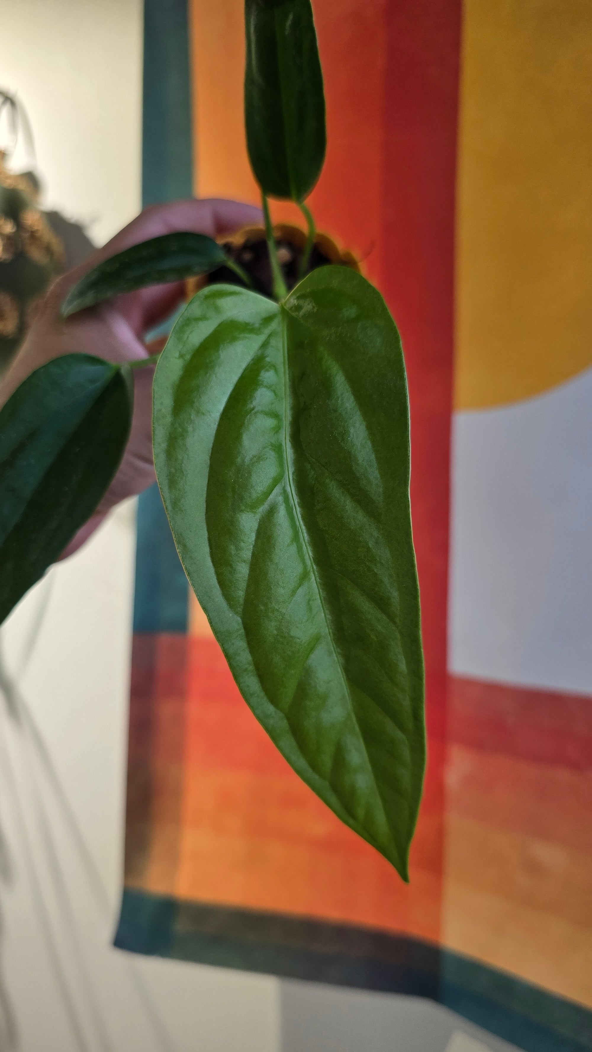 (subsignatum x papi) x panamense  5 In Petal Pot