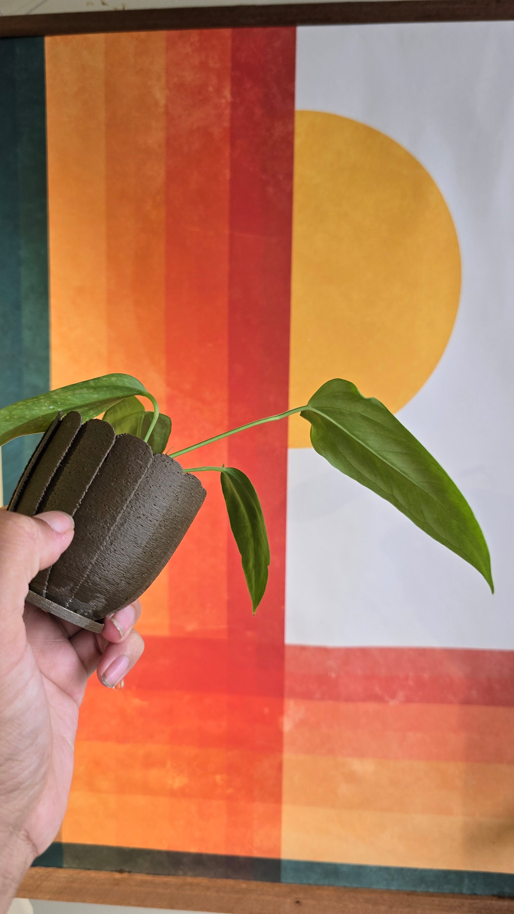 (subsignatum x papi) x panamense  3 In Petal Pot