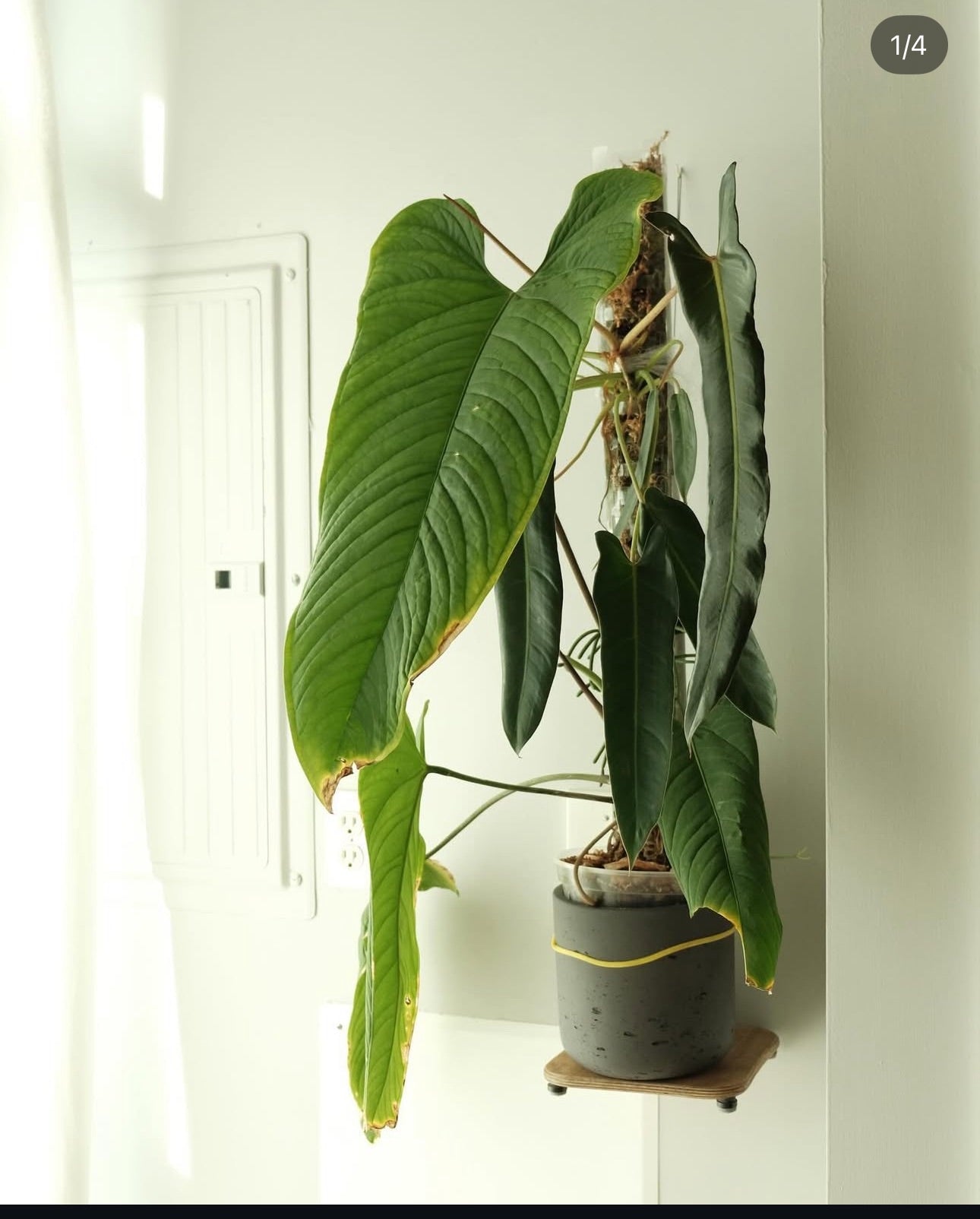 Panamense x (subsignatum x papi) STANDOUT