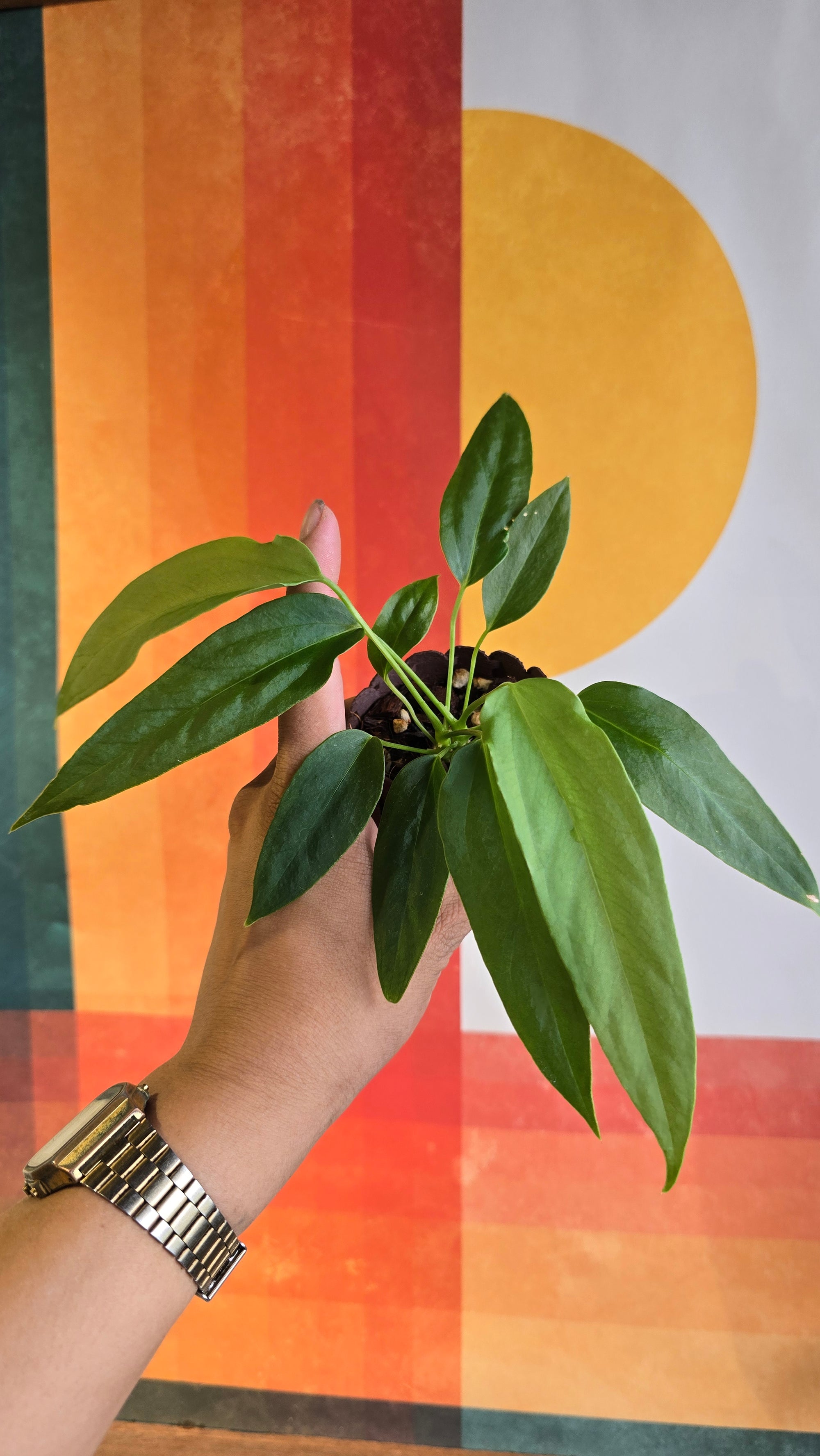 (subsignatum x papi) x panamense  4 multiple plants In Petal Pot