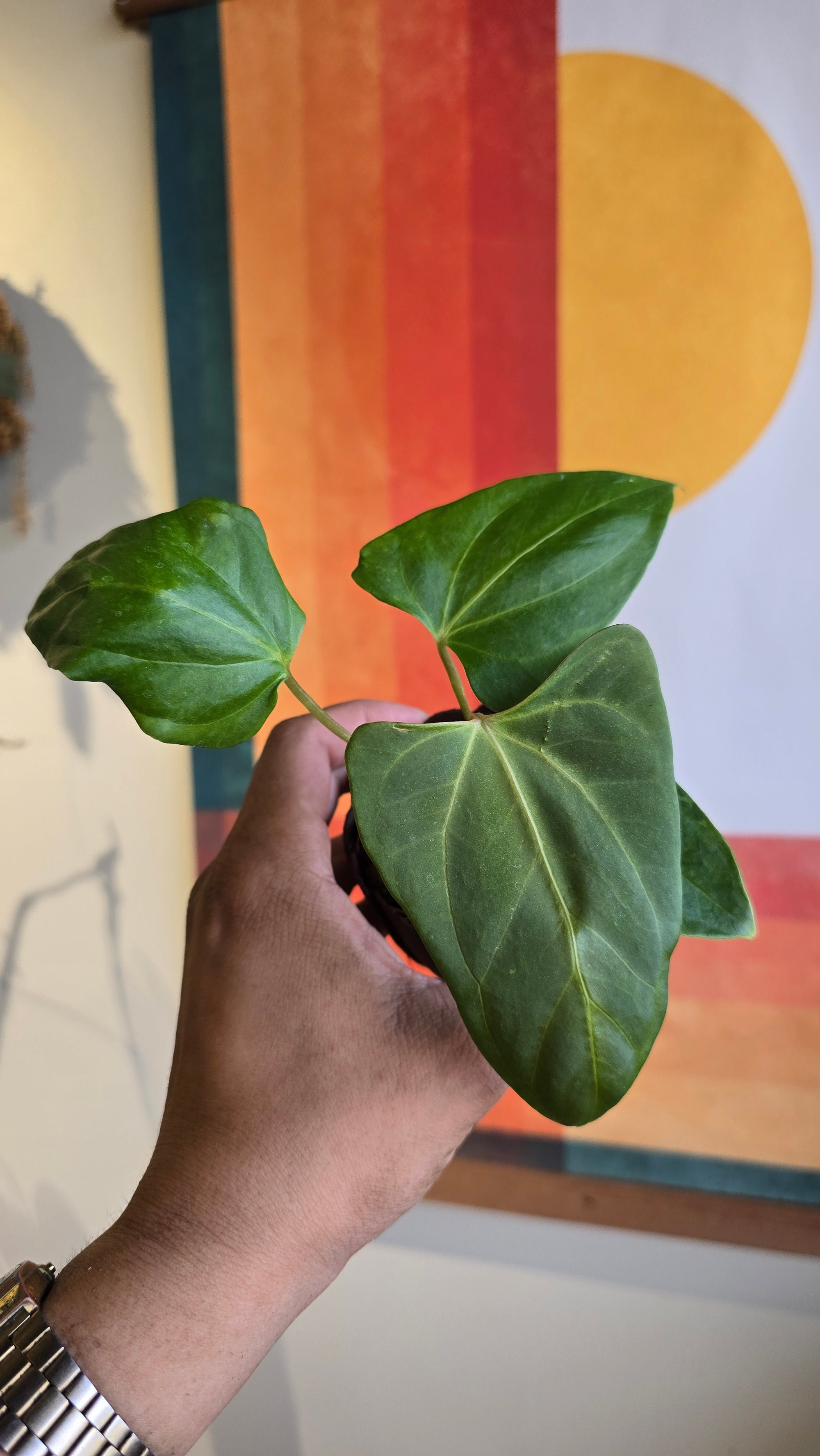 (subsignatum x papi) x 'Carlaza'  1 in mini petal pot