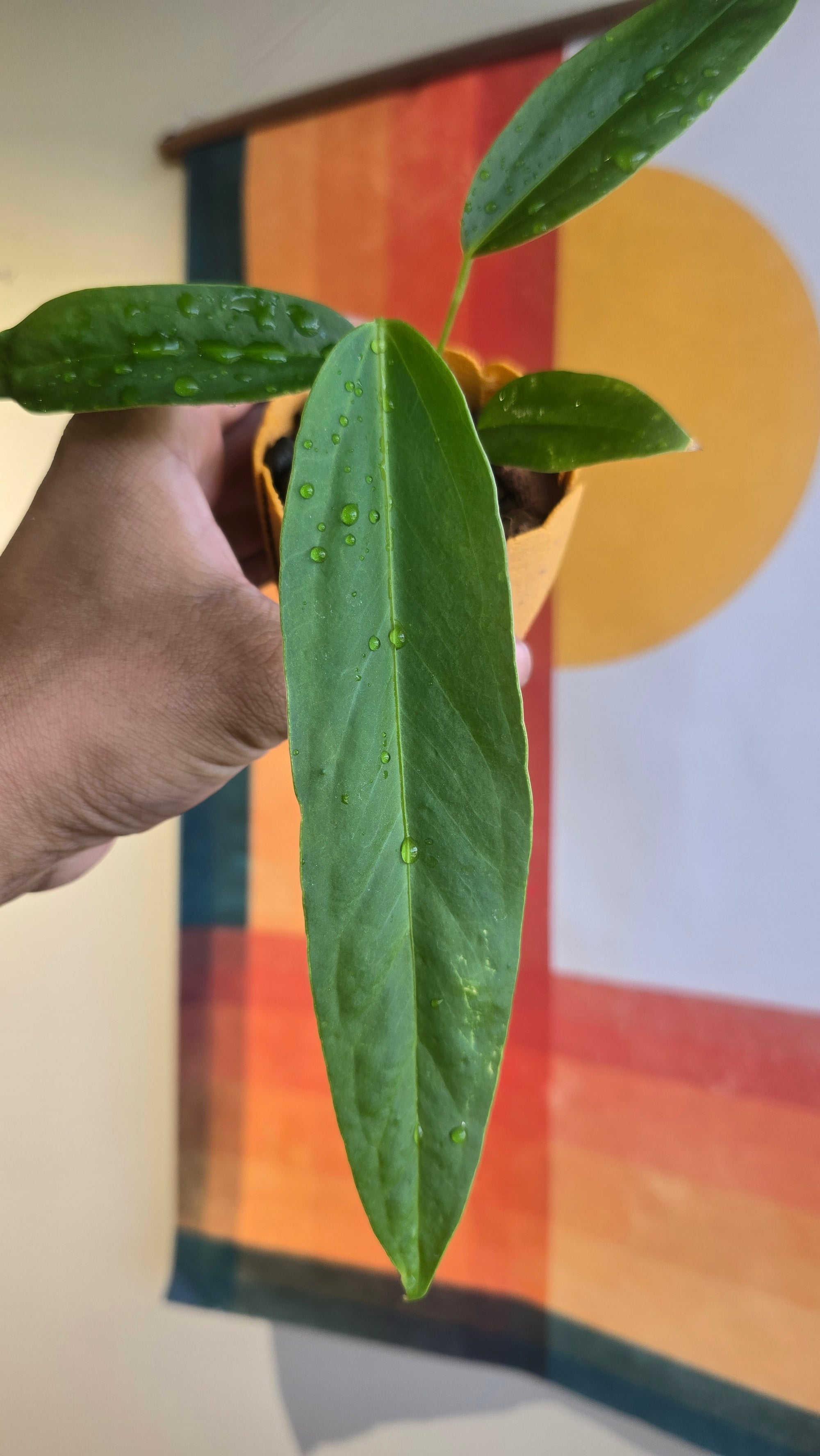 (subsignatum x papi) x panamense  2 In Petal Pot