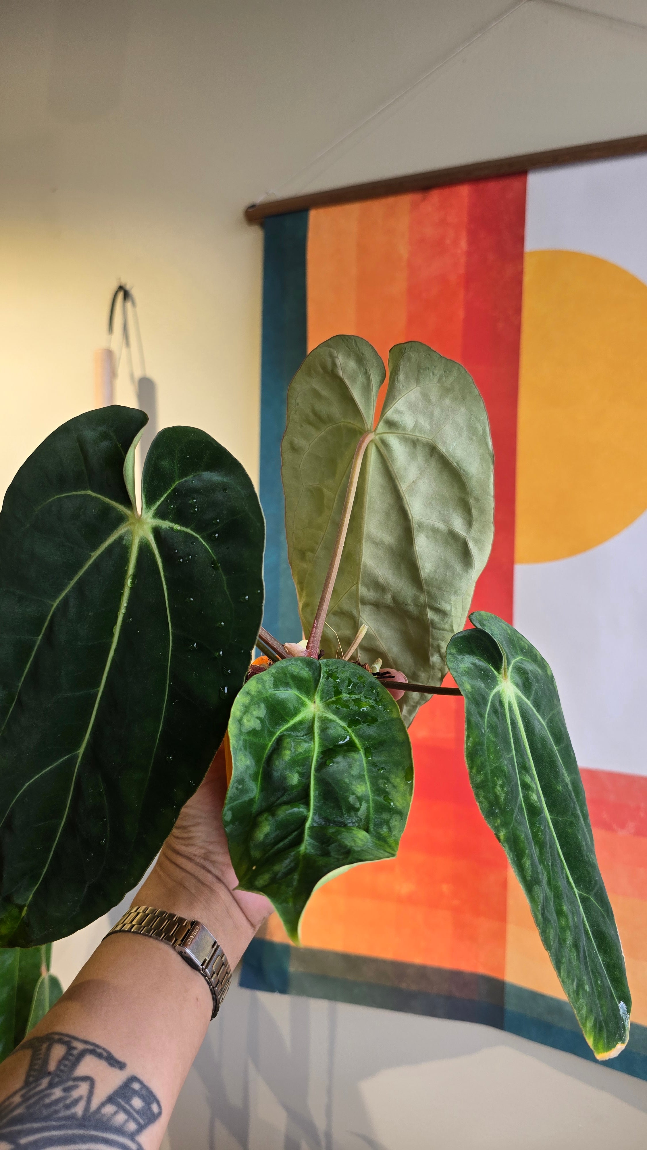 'Carlaza' x 'Carlos'  1
