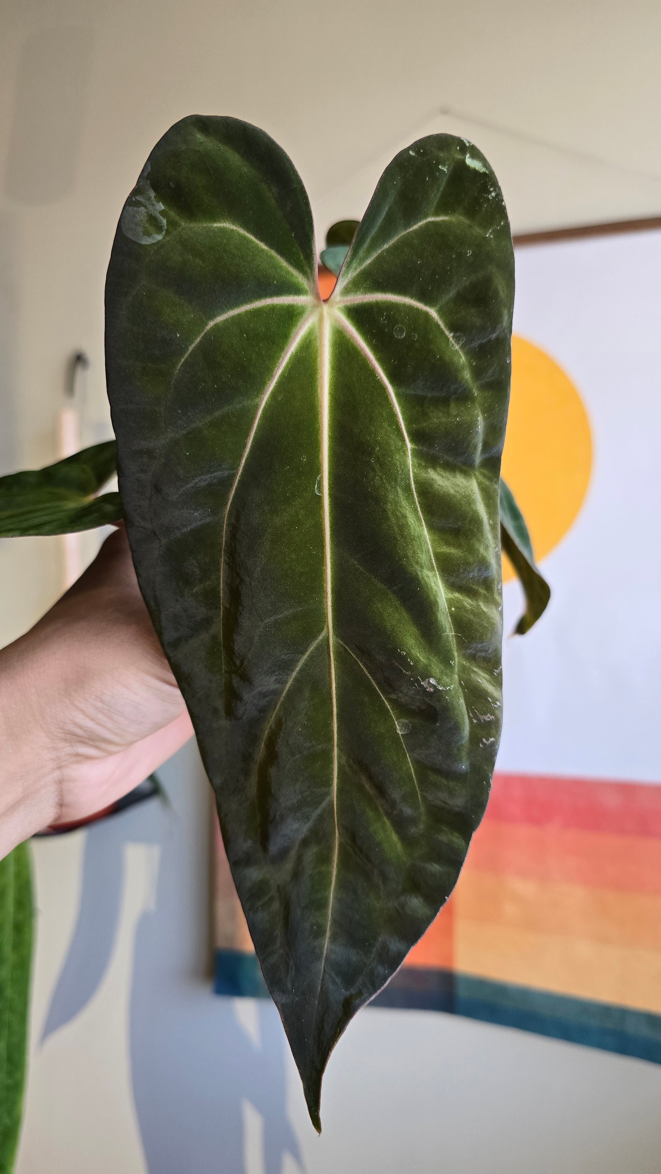 'Carlaza' x 'Carlos'  6