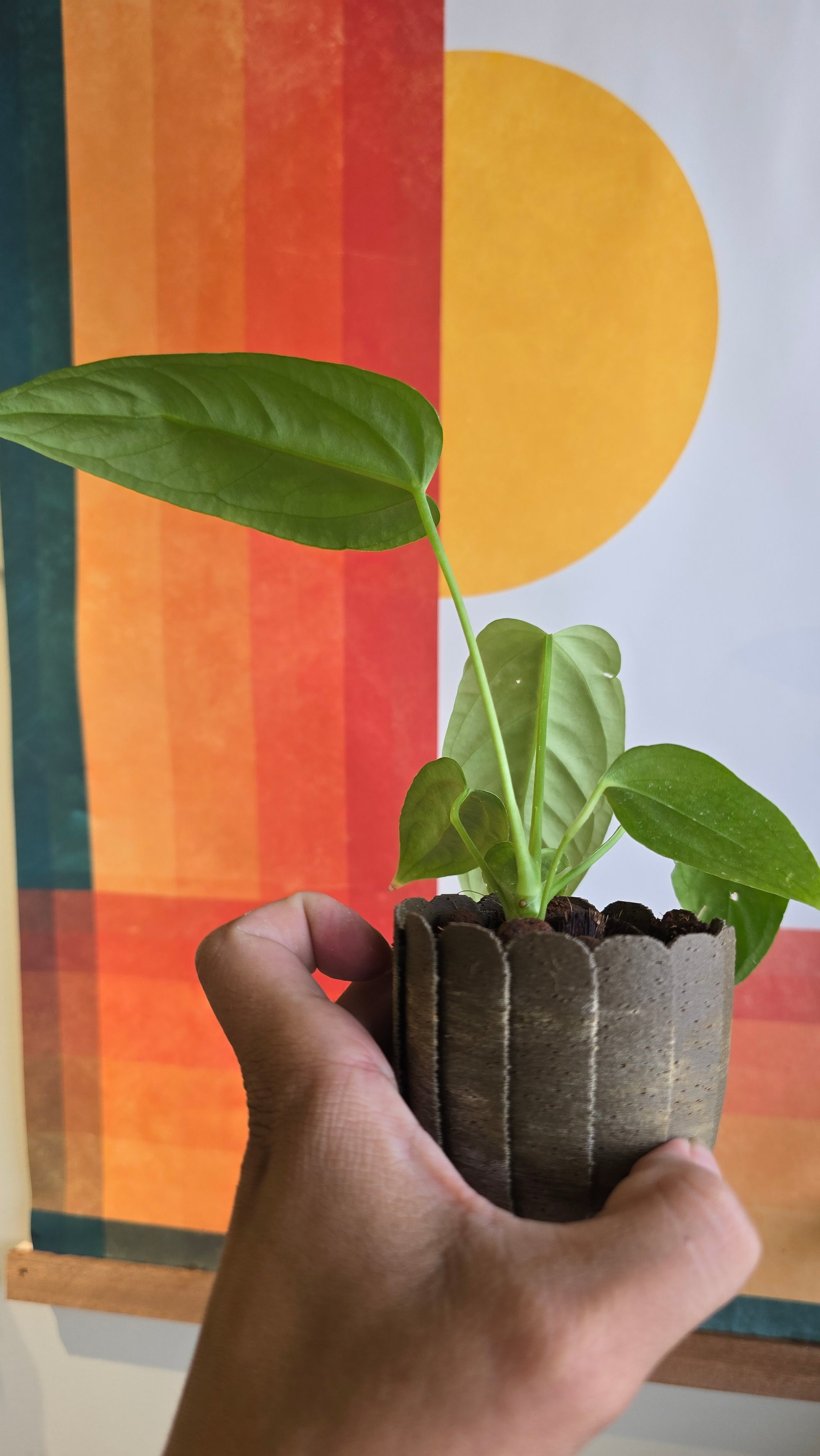 (subsignatum x papi) x panamense  2 In Petal Pot