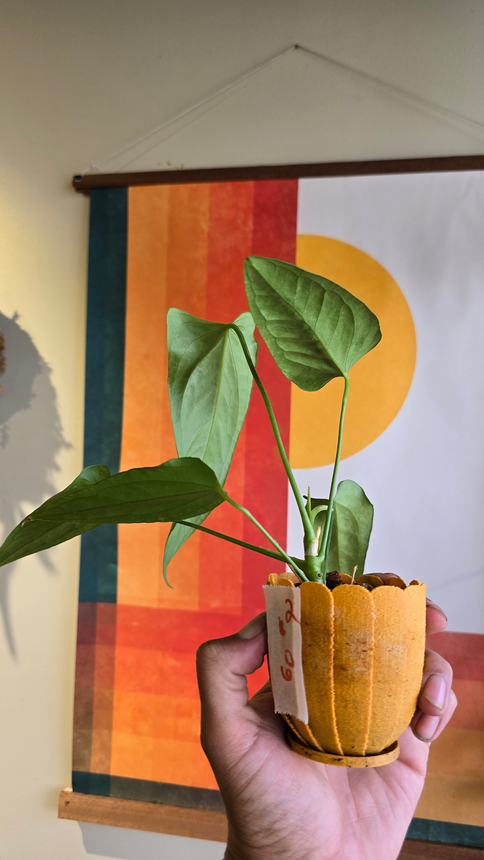 Panamense x (subsignatum x papi) 2