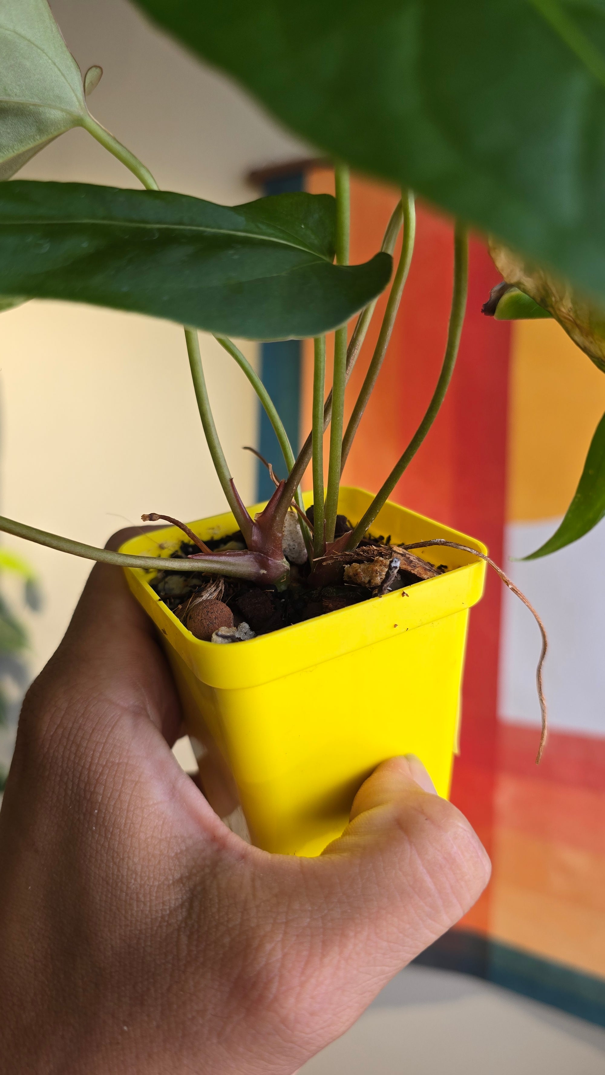 (subsignatum x papi) x 'Brian' 1 (2 plants in 1)