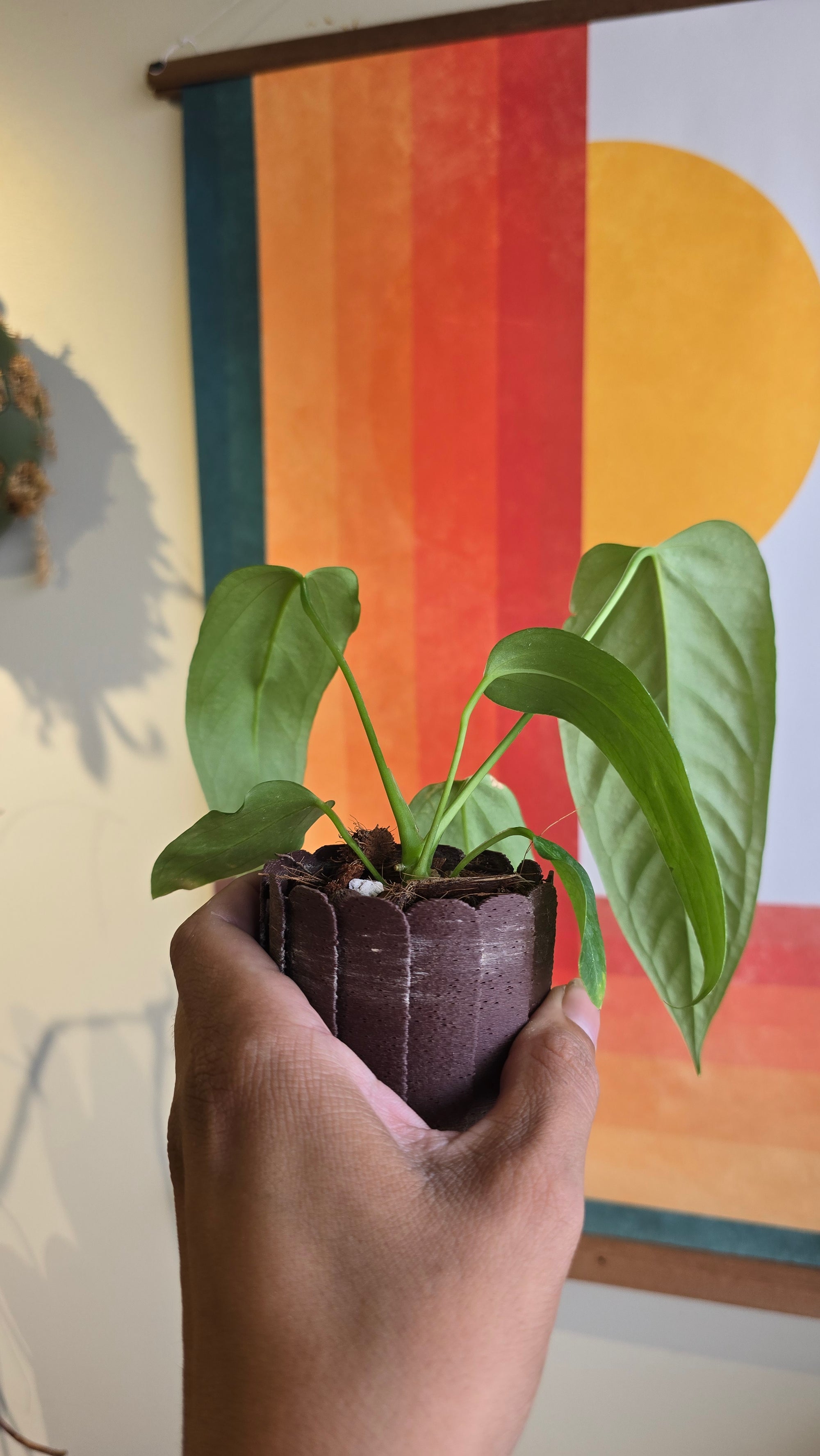 (subsignatum x papi) x panamense  1 In Petal Pot