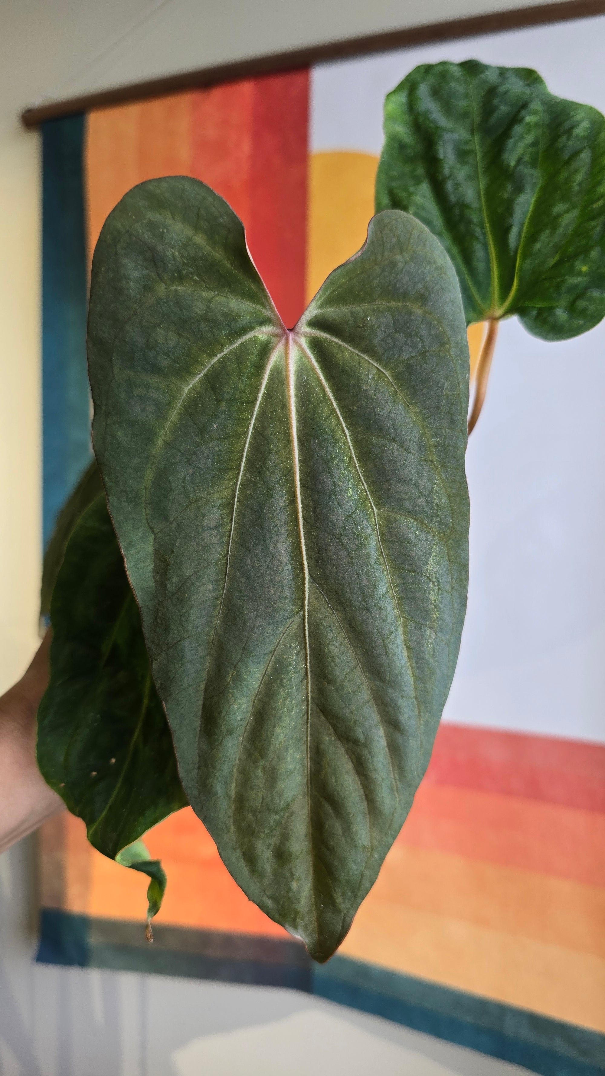 'Carlaza' x 'Carlos'  2