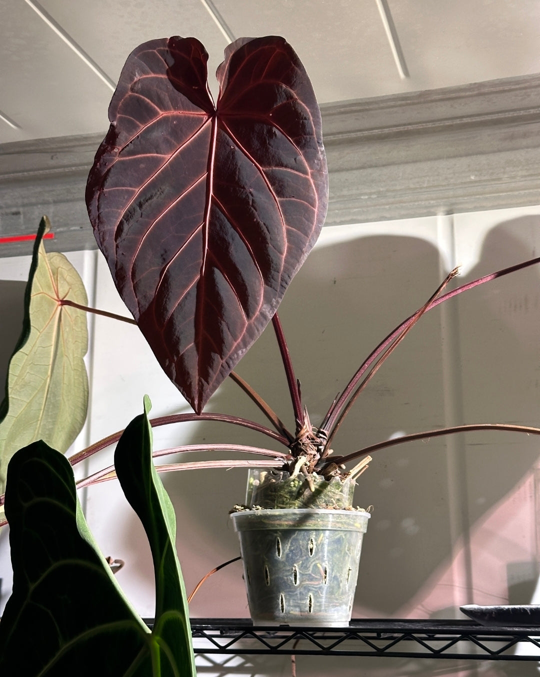 'Brian' x 'Purple Spider' 3