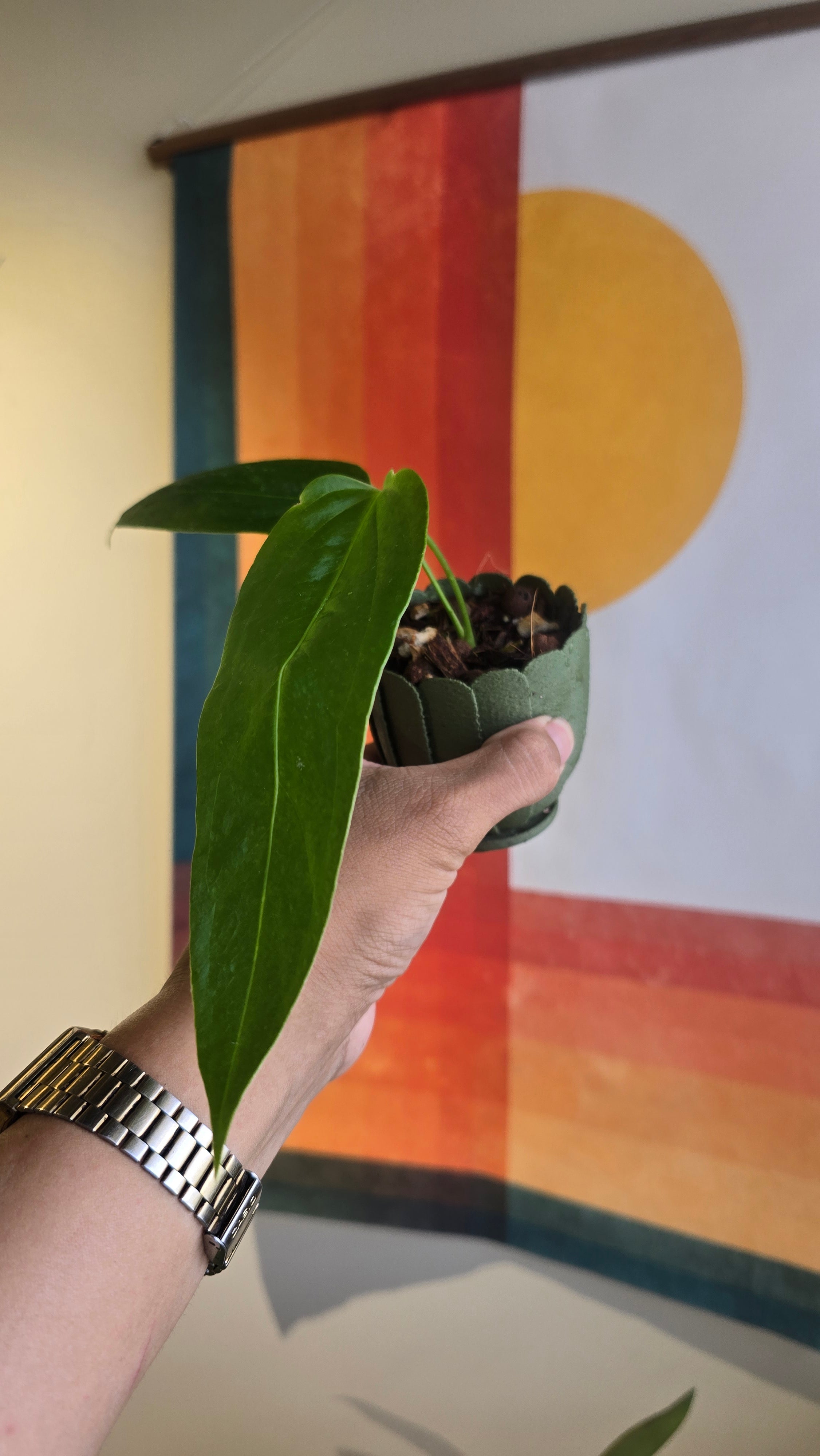 (subsignatum x papi) x panamense  3 In Petal Pot