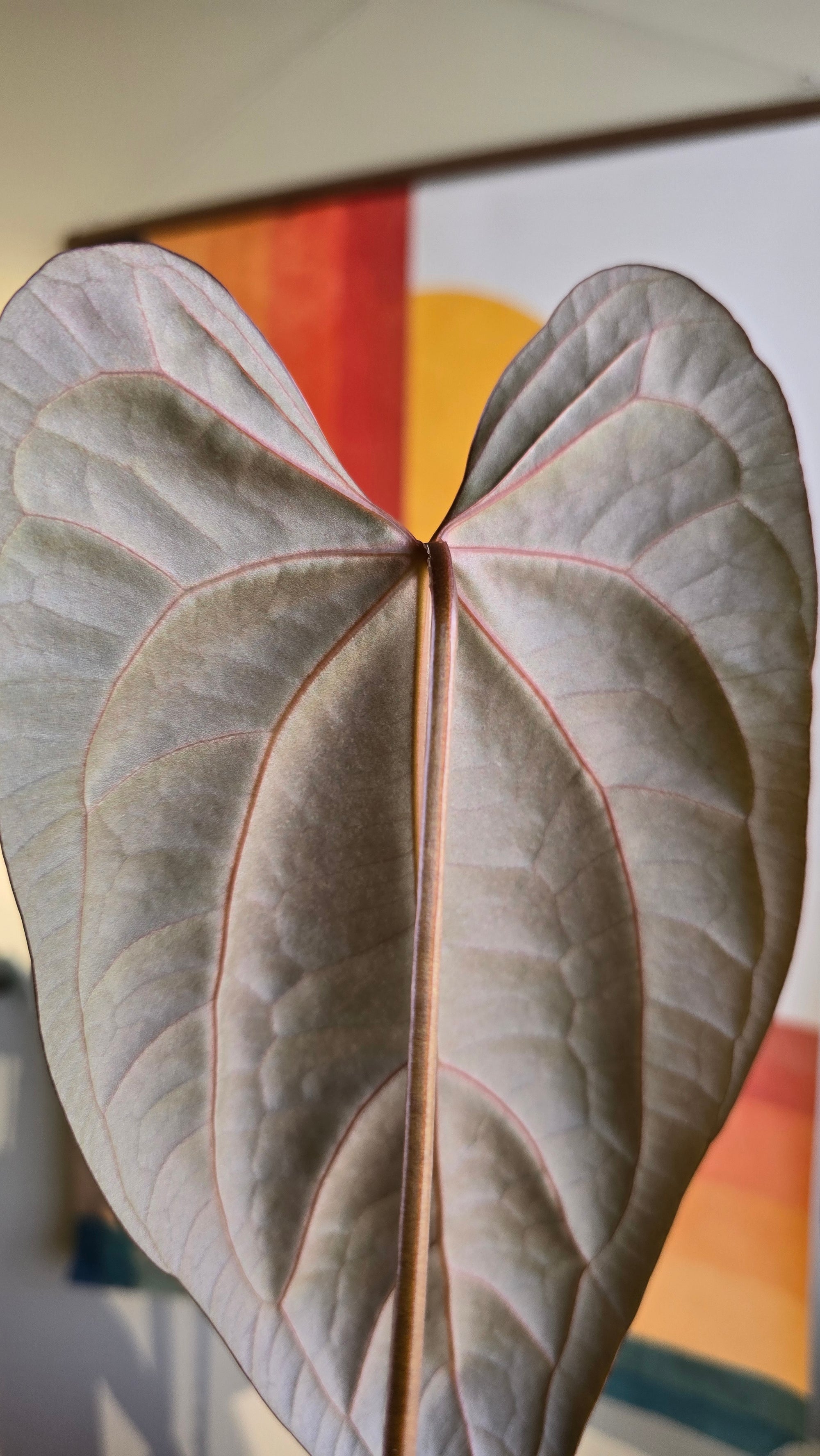 (subsignatum x papi) x 'Brian' KEEPER 1