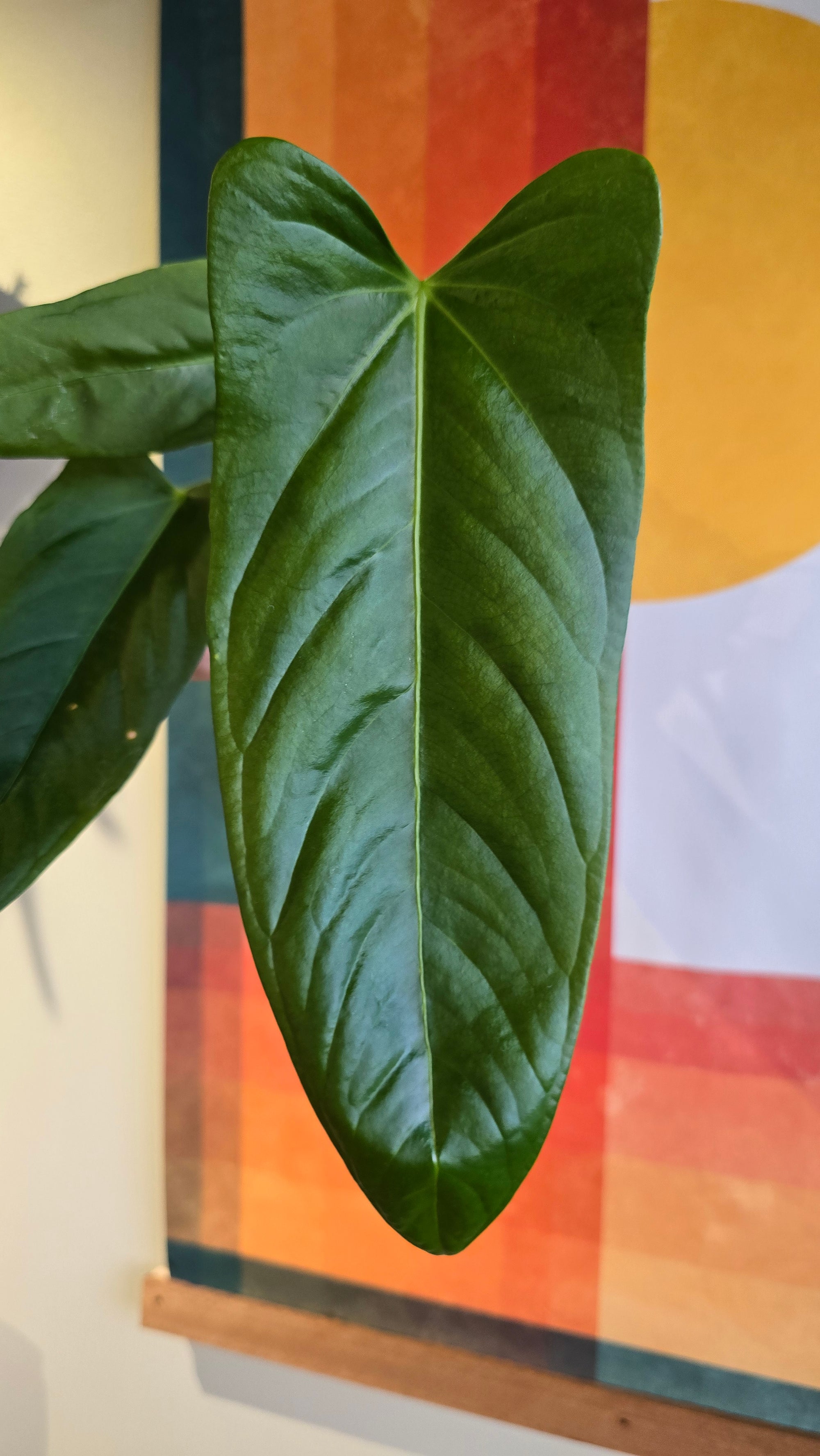 (subsignatum x papi) x panamense  1 In Petal Pot