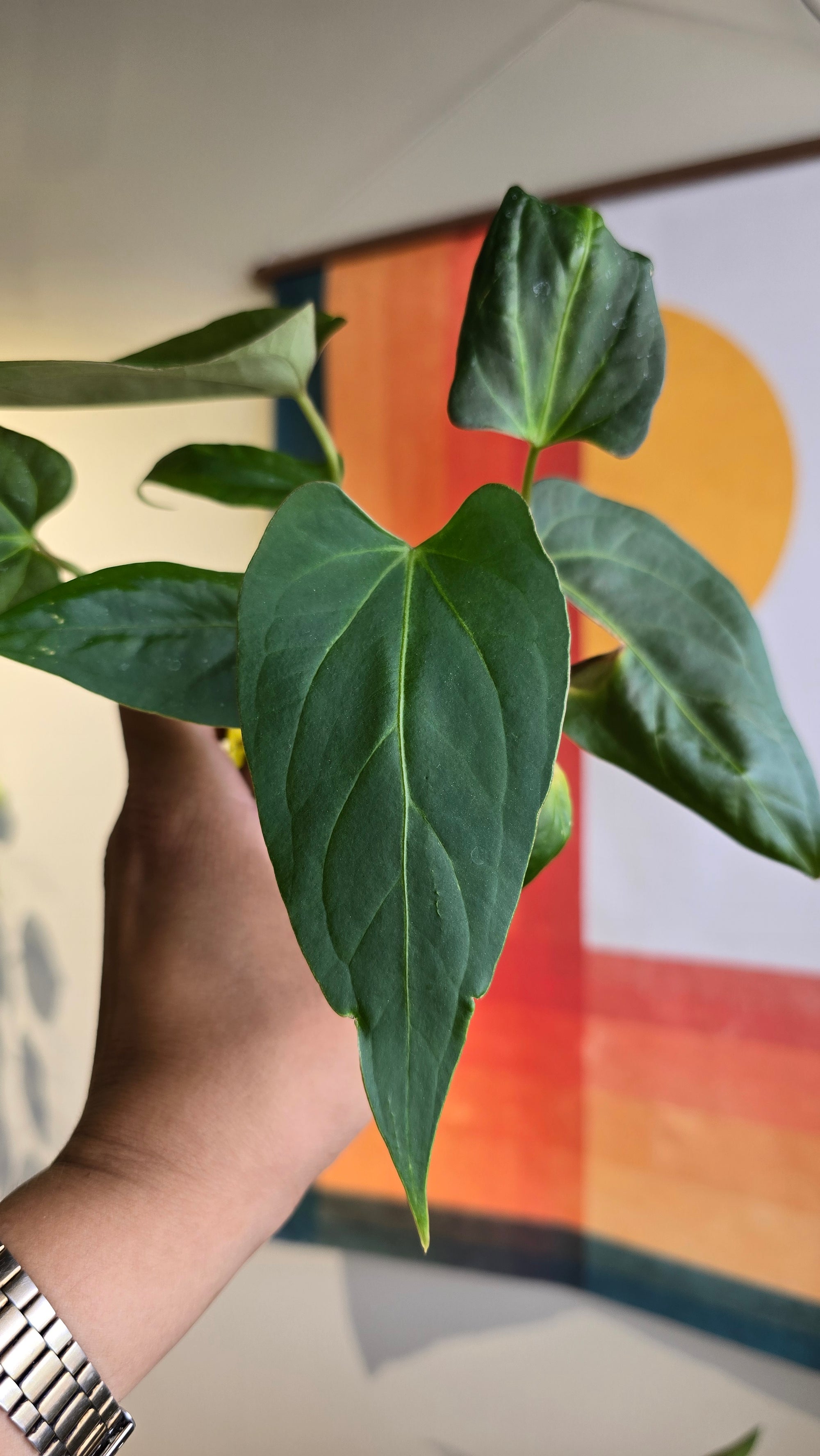 (subsignatum x papi) x 'Brian' 1 (2 plants in 1)