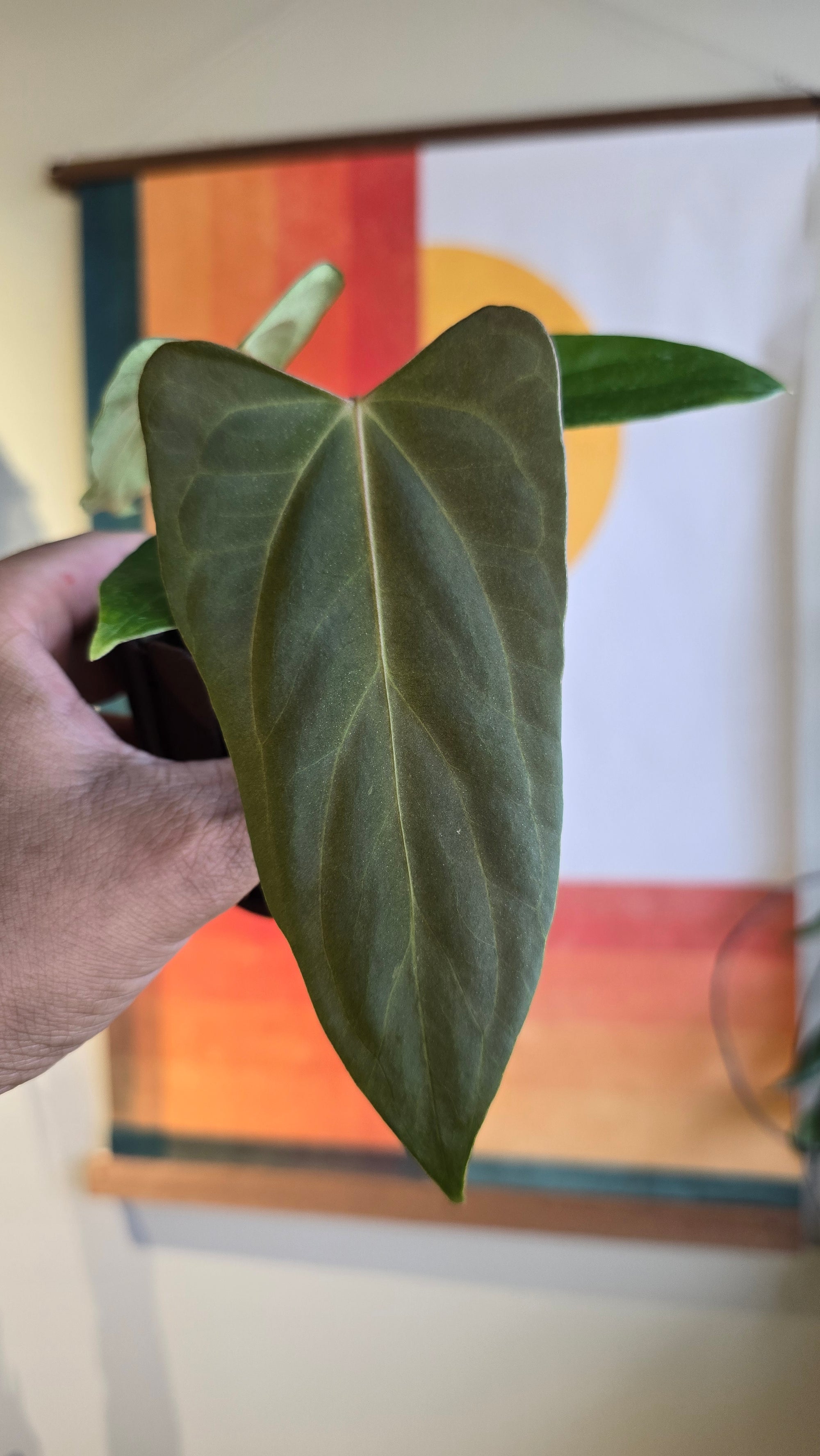 (subsignatum x papi) x 'Carlaza'  2 in mini petal pot