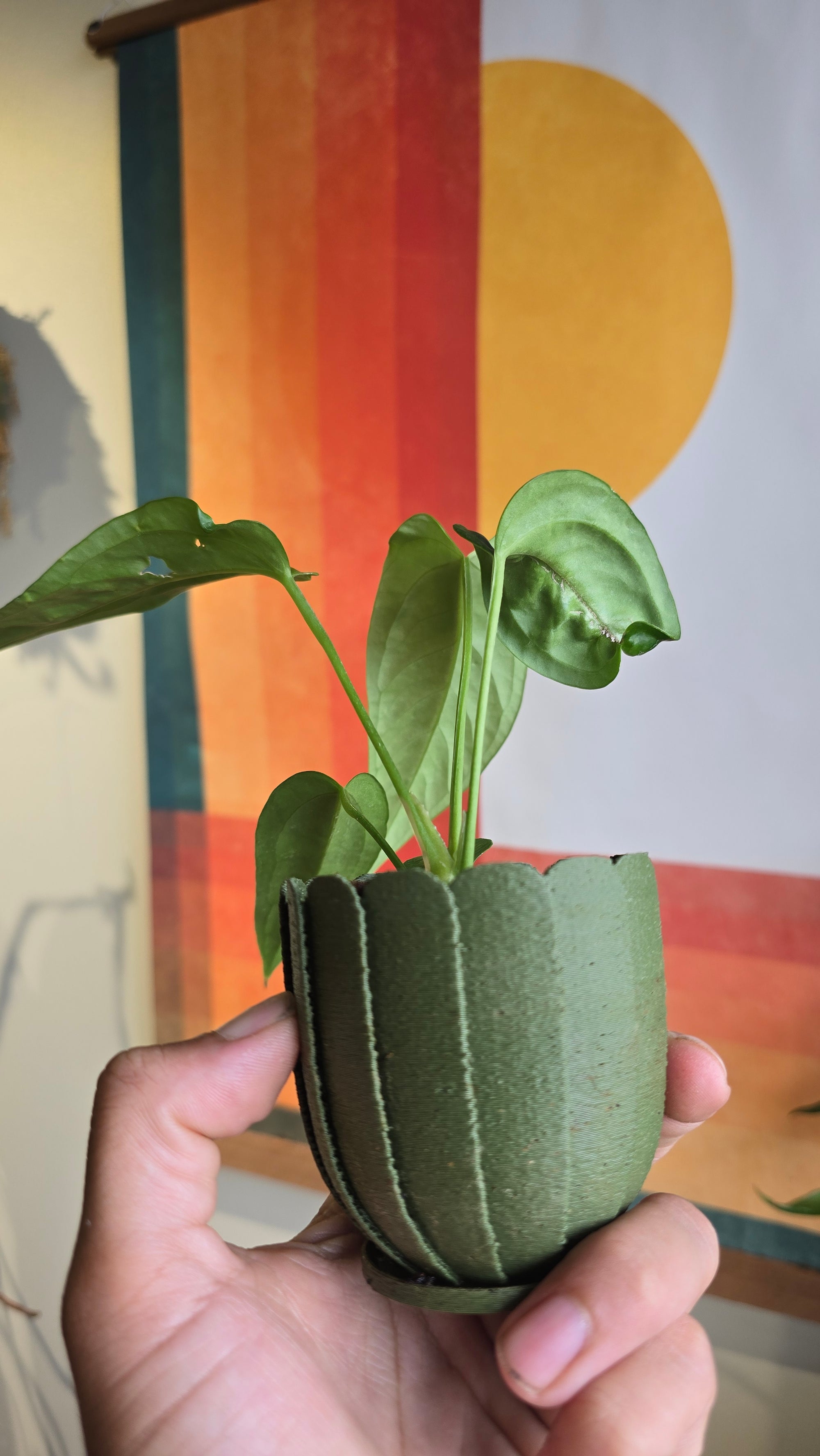 (subsignatum x papi) x panamense  5 In Petal Pot