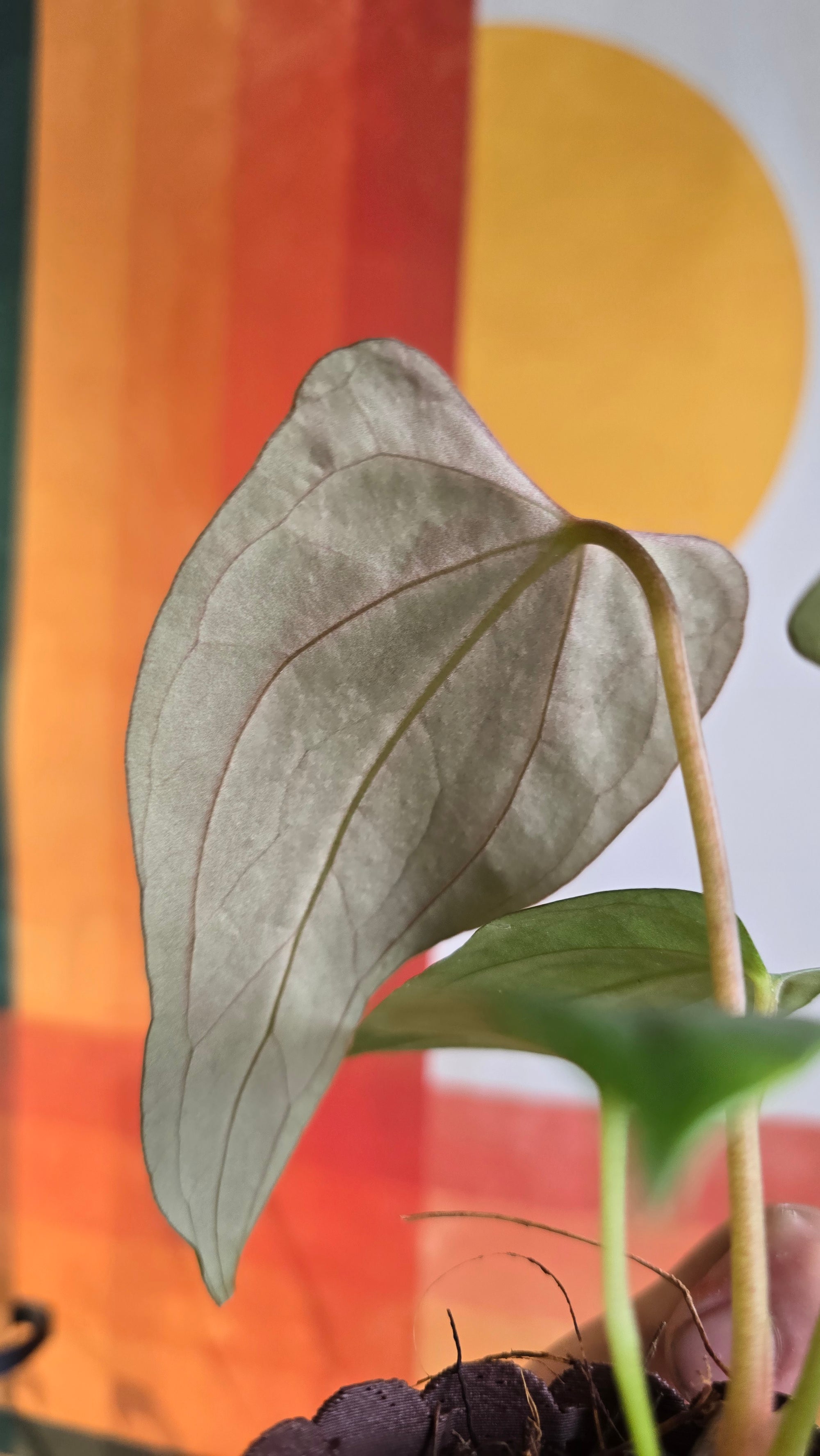 (subsignatum x papi) x 'Carlaza'  3 in mini petal pot