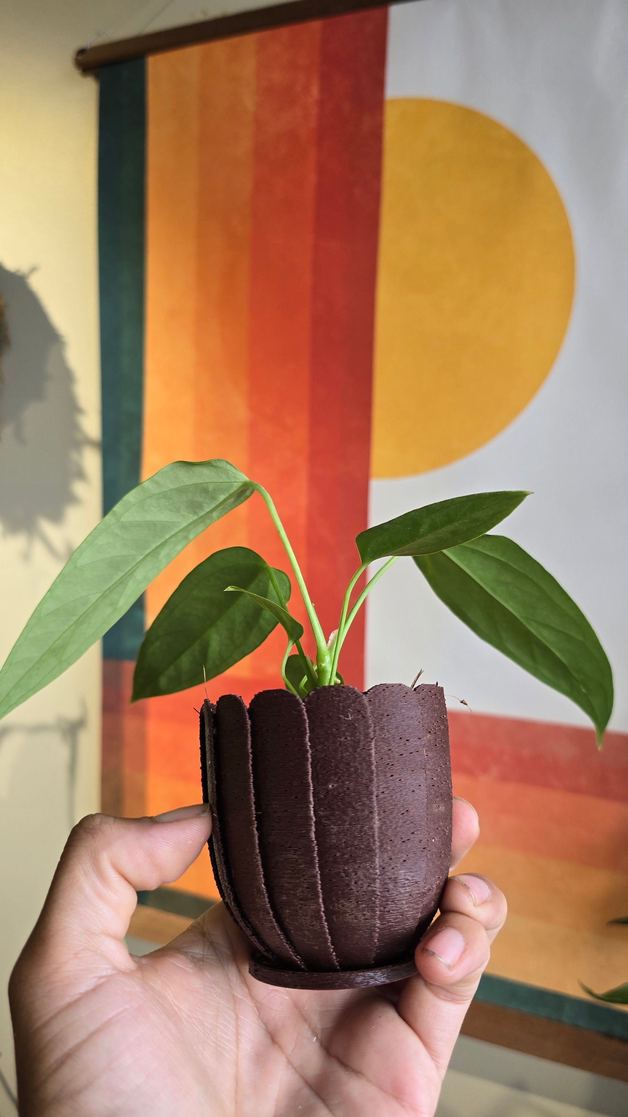 (subsignatum x papi) x panamense  4 In Petal Pot